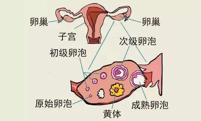 【昆山医院】同房后下腹疼痛不已，一次性生活差点要了我的命！
