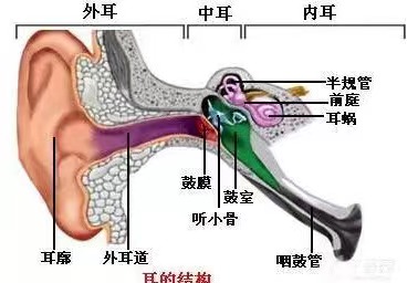 耳朵嗡嗡翁的如何解决，远离耳鸣小妙招.jpg