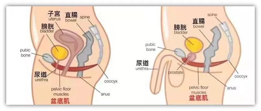 【昆山弘普医院】24岁就漏尿是一种什么样的体验？.jpg